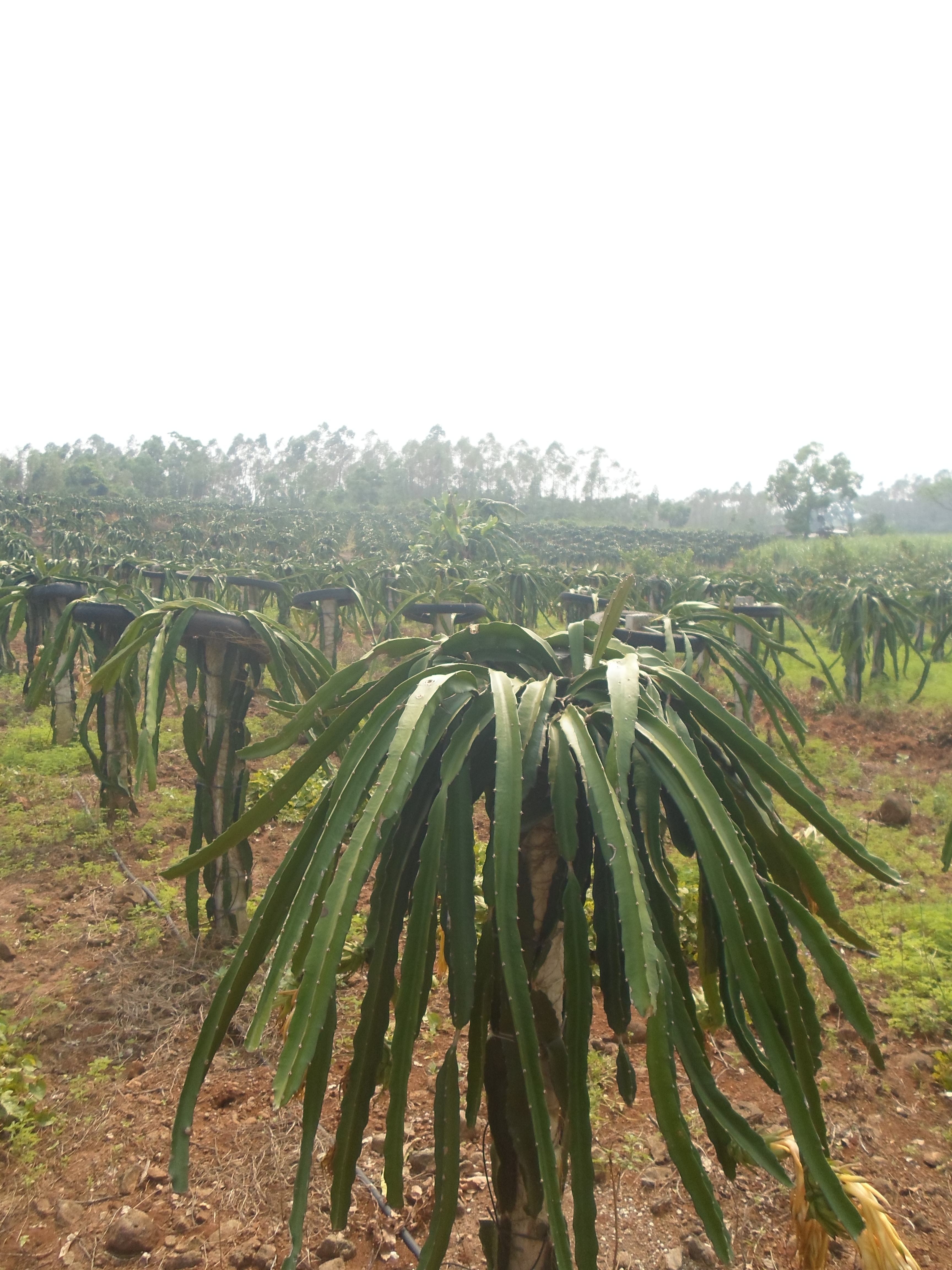 供應紅心火龍果苗-自授粉火龍果苗價格-紅心火龍果苗批發(fā)-紅心自授粉火龍果苗 火龍果苗種植