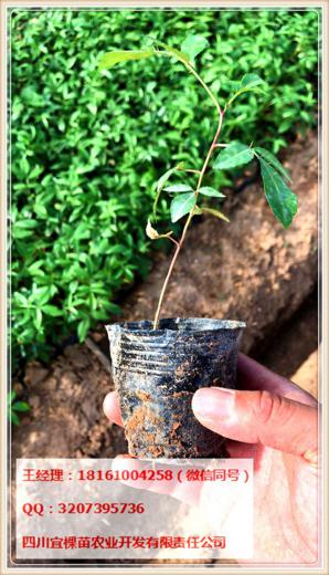 出售九葉青花椒苗以及無(wú)刺藤椒苗支持全國(guó)發(fā)貨
