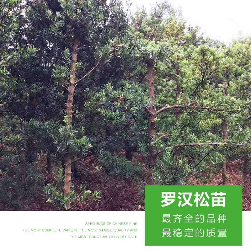羅漢松苗 優(yōu)質(zhì)羅漢松苗 羅漢松苗價格 綠化羅漢松 廣西羅漢松苗 造型羅漢松 廠家直銷