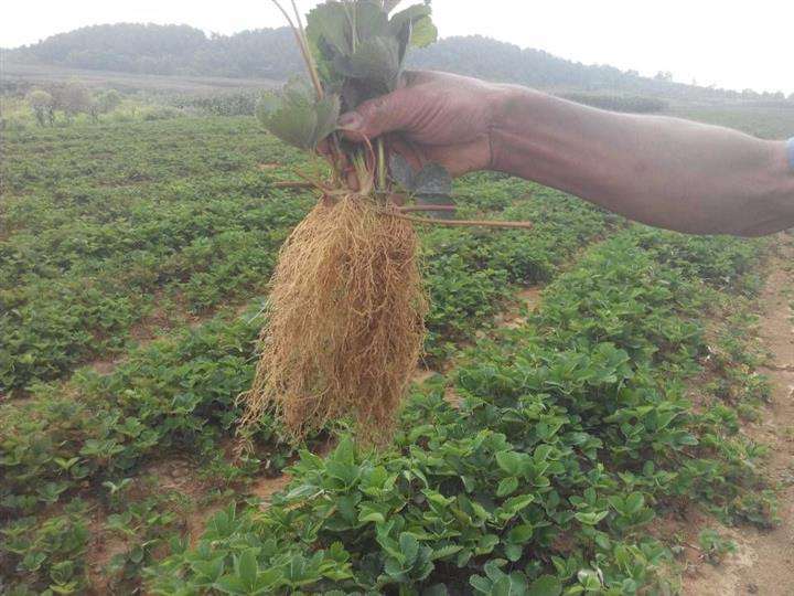 草莓苗 15cm冠幅草莓苗 1.5cm地徑草莓苗 牛奶草莓苗基地 脫毒草莓苗多少錢