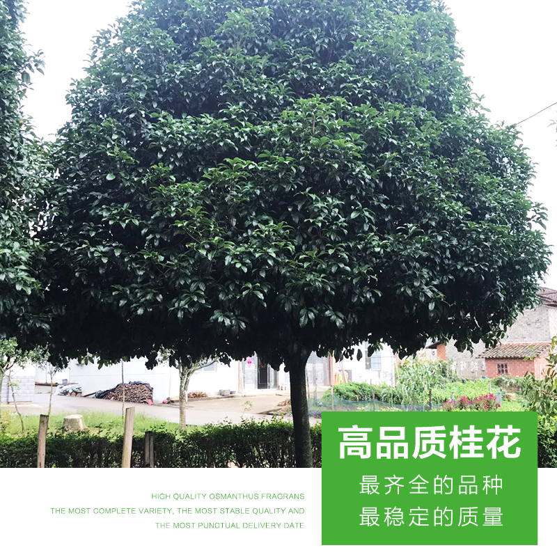 桂花 桂花樹苗木 桂花樹價(jià)格 桂花批發(fā) 廣西桂花  綠桂花 桂花樹樹苗 廠家直銷 品質(zhì)保證