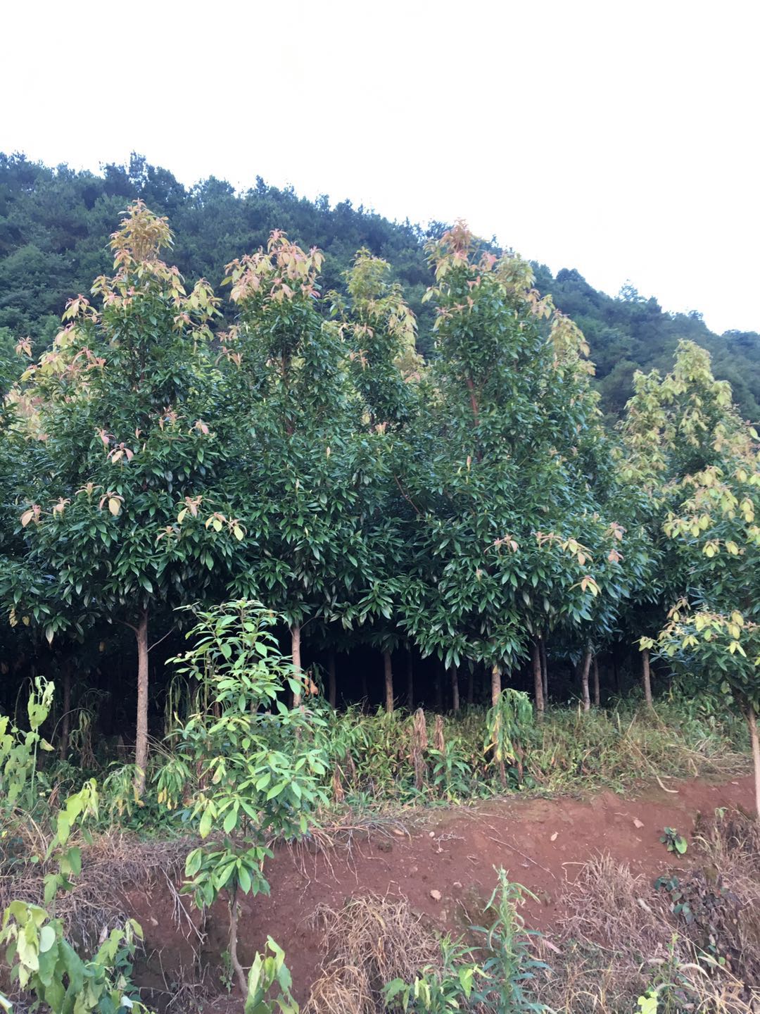 閩楠苗的用途  湖南閩楠苗供應(yīng)商 閩楠苗怎樣種植