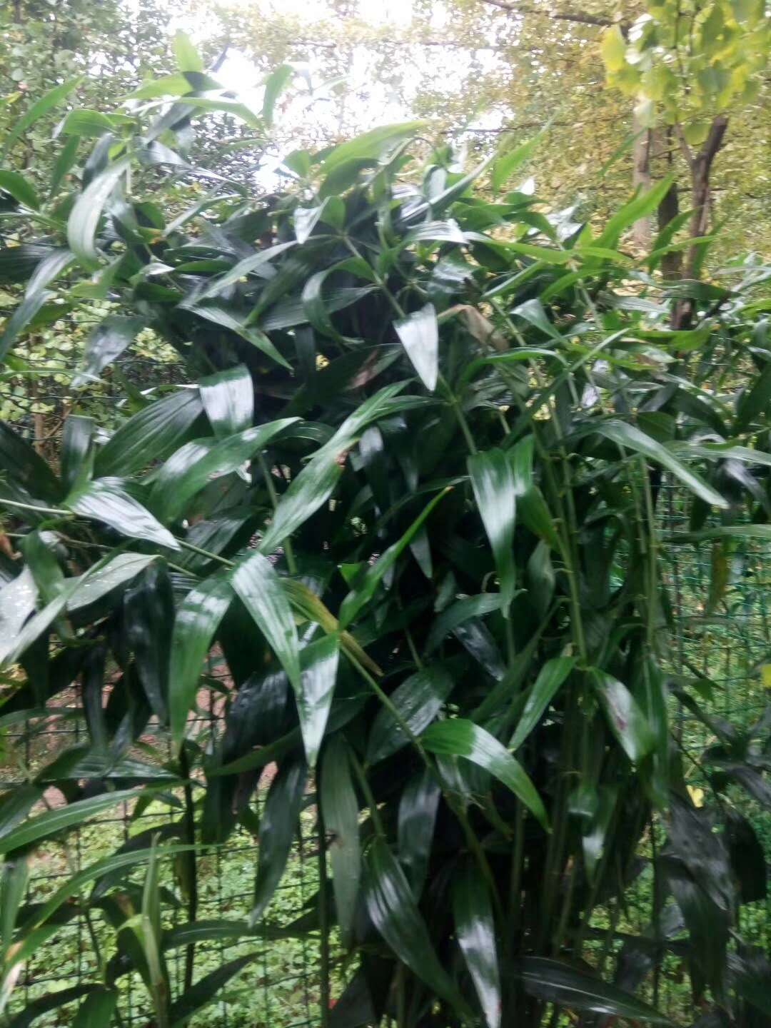 供應(yīng)大黃/大黃批發(fā)價(jià)格/大黃種植技術(shù)/大黃功效與作用/大黃廠家直銷