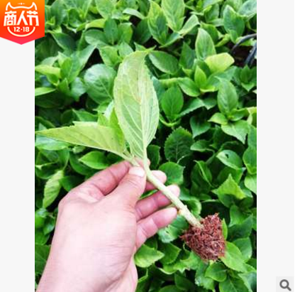 大花繡球批發(fā) 廠家大花繡球批發(fā) 廠家大花繡球供應 廠家大花繡球哪家好 廠家大花繡球直銷 大花繡球 無盡夏