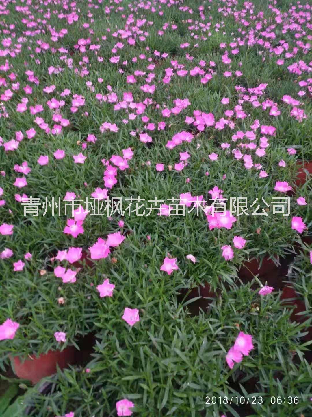 歐石竹新品上市花海苗價格生產(chǎn)廠家批發(fā)價格