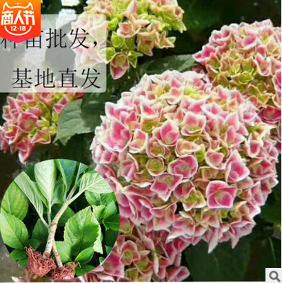 繡球大苗報(bào)價(jià) 廠家繡球大苗批發(fā) 廠家繡球大苗直銷 廠家繡球大苗直銷