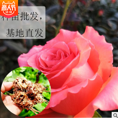 玫瑰艷粉苗供應(yīng) 廠家玫瑰艷粉苗批發(fā) 廠家玫瑰艷粉苗供應(yīng) 廠家玫瑰艷粉苗直銷 廠家玫瑰艷粉苗電話