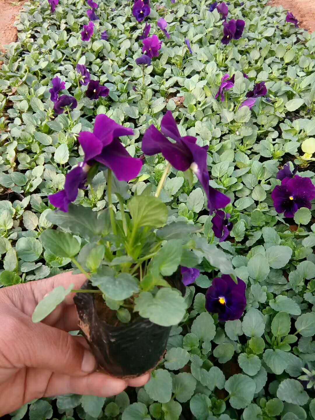 三色堇多花系列冬季時令花卉租擺花批發(fā)價格
