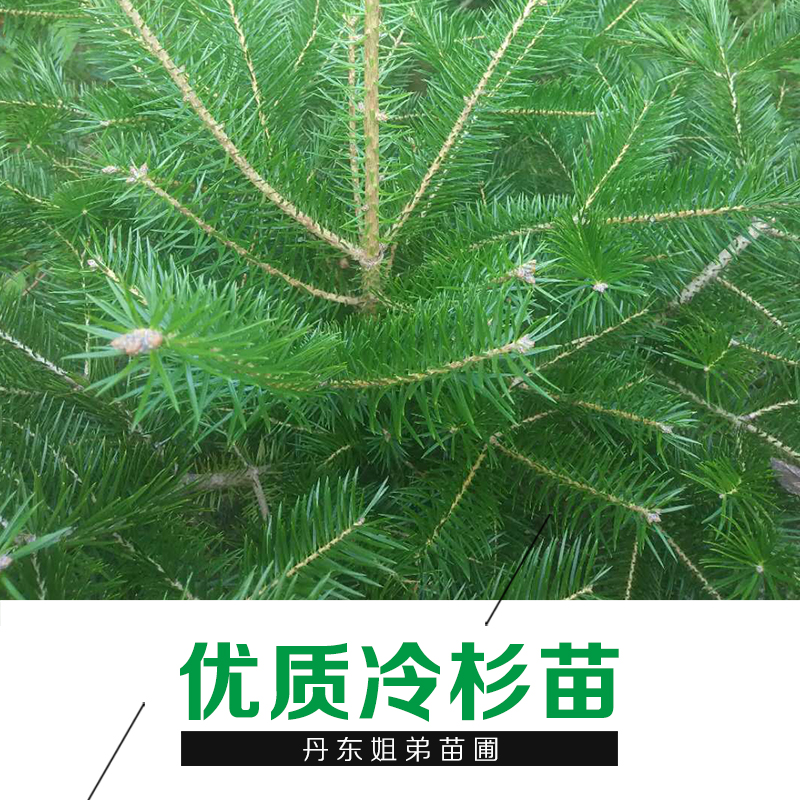遼寧苗木基地冷杉苗 優(yōu)質(zhì)冷杉樹苗供應(yīng)直銷批發(fā) 常綠喬木 易養(yǎng)活 品種齊全