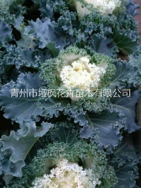 羽衣甘藍冬季草花廠家價格租擺花卉