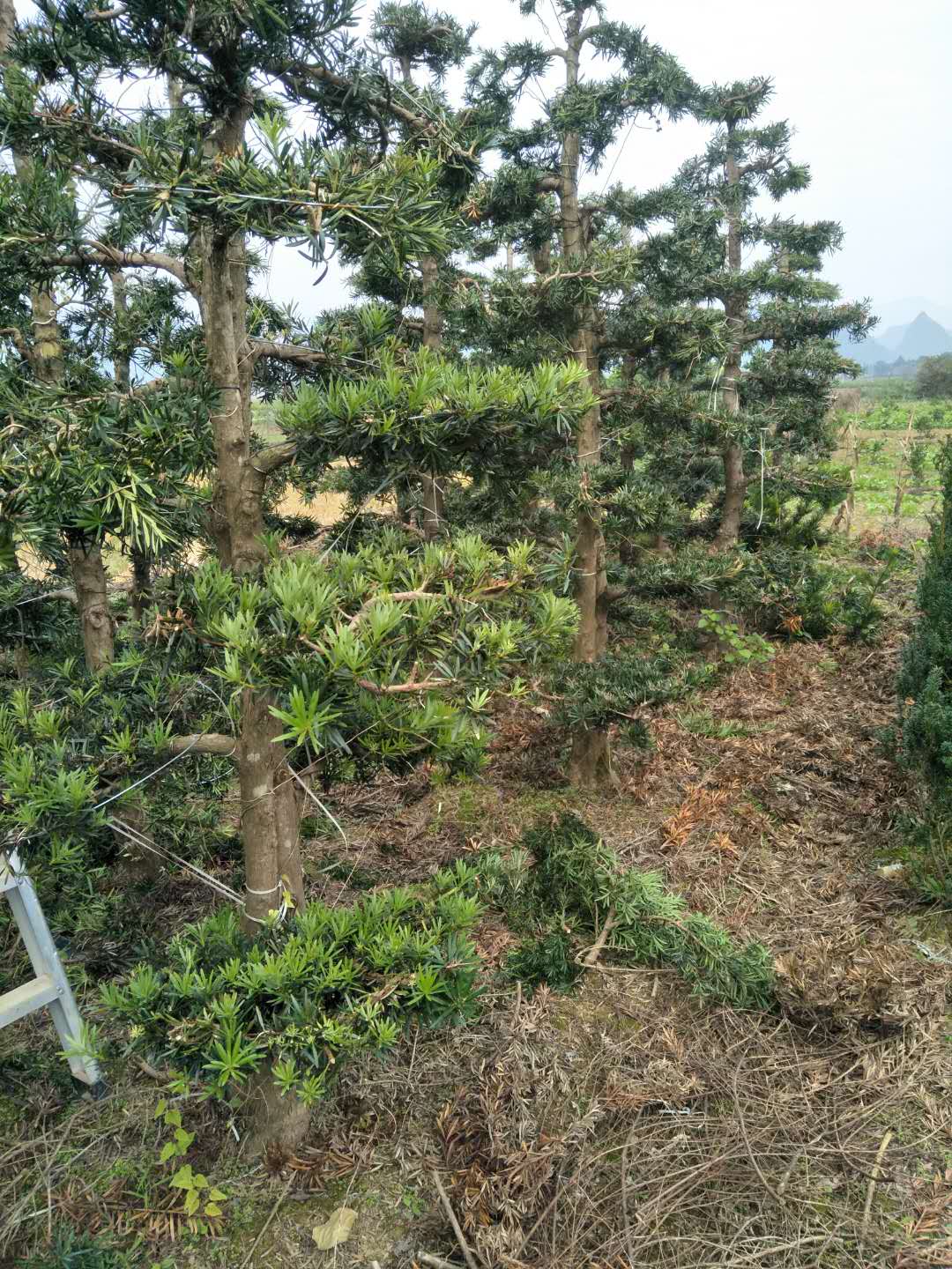 造型羅漢松 羅漢松樁景 自然羅漢松樹 小葉羅漢松 喬木