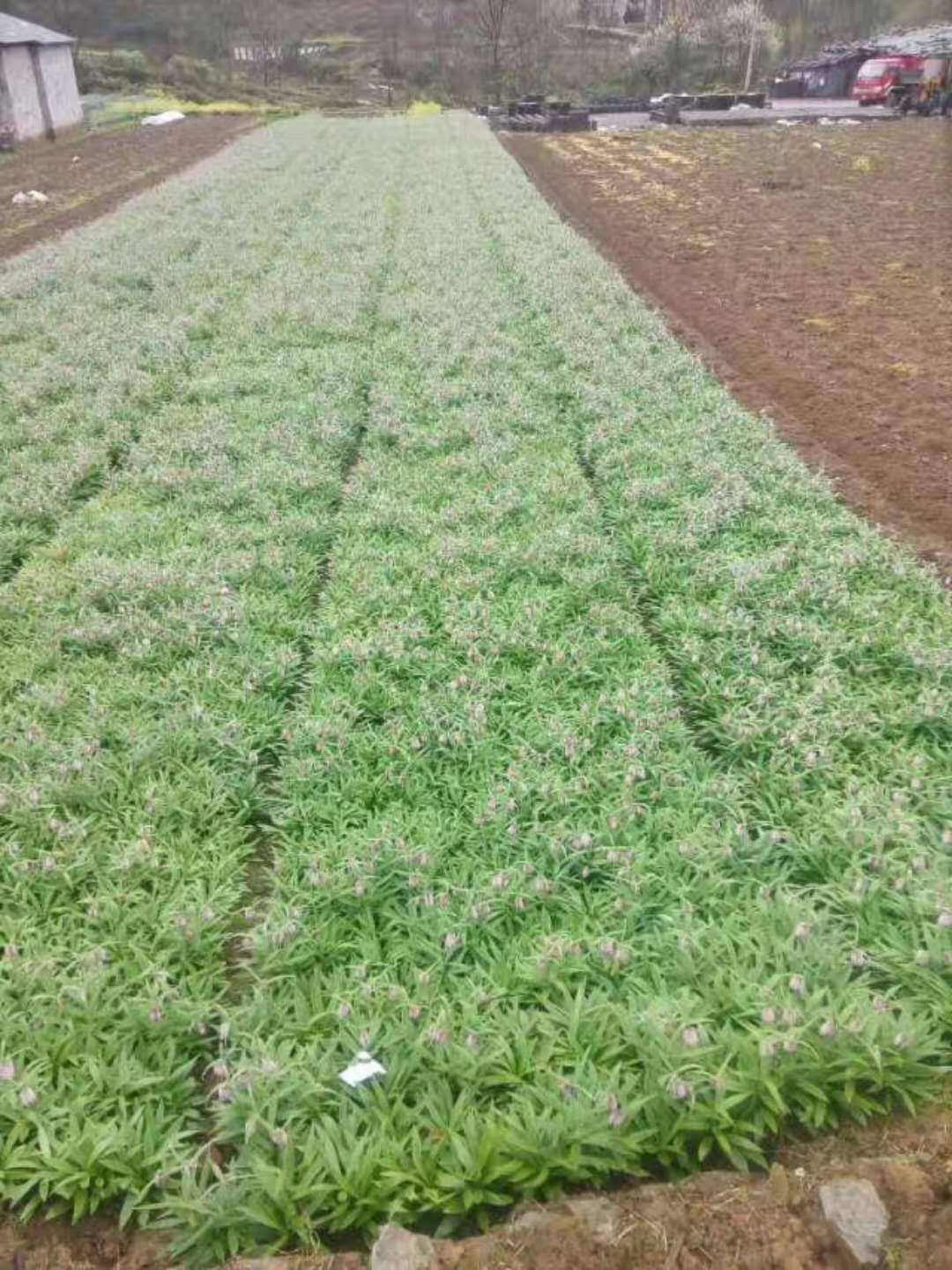 天南星功效作用/天南星苗種植天南星批發(fā)價格天南星廠家直銷  天南星