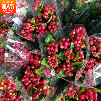 鮮切花供應(yīng) 廠家鮮切花批發(fā) 廠家鮮切花供應(yīng) 廠家鮮切花哪家好  廠家鮮切花直銷