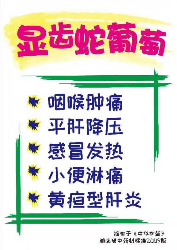 茅巖莓 藤茶 中藥 茅巖莓 白茶 白茶龍須茶