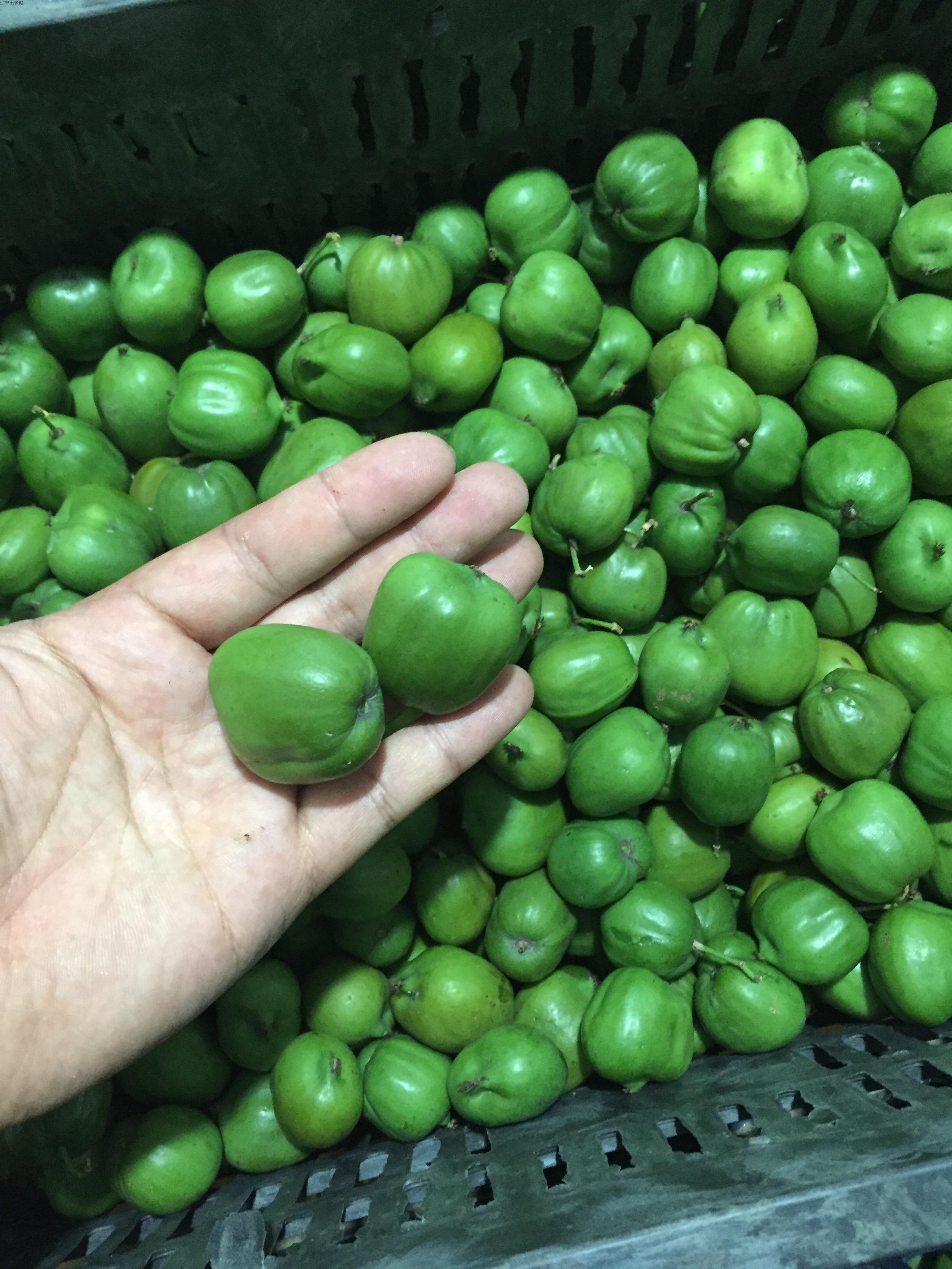 軟棗獼猴桃，青軟棗獼猴桃，紅軟棗獼猴桃，軟棗獼猴桃種植前景，軟棗獼猴桃苗批發(fā)