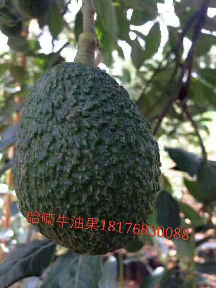 湖南優(yōu)質(zhì)牛油果苗批發(fā) 哈嘶牛油果苗價格 福建桂肯牛油果苗種植基地