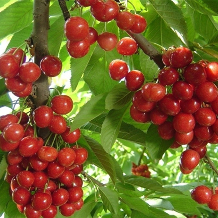 大紅櫻桃苗，櫻桃苗，供應(yīng)櫻桃苗，南方櫻桃苗，大果櫻桃苗批發(fā)，紅櫻桃苗