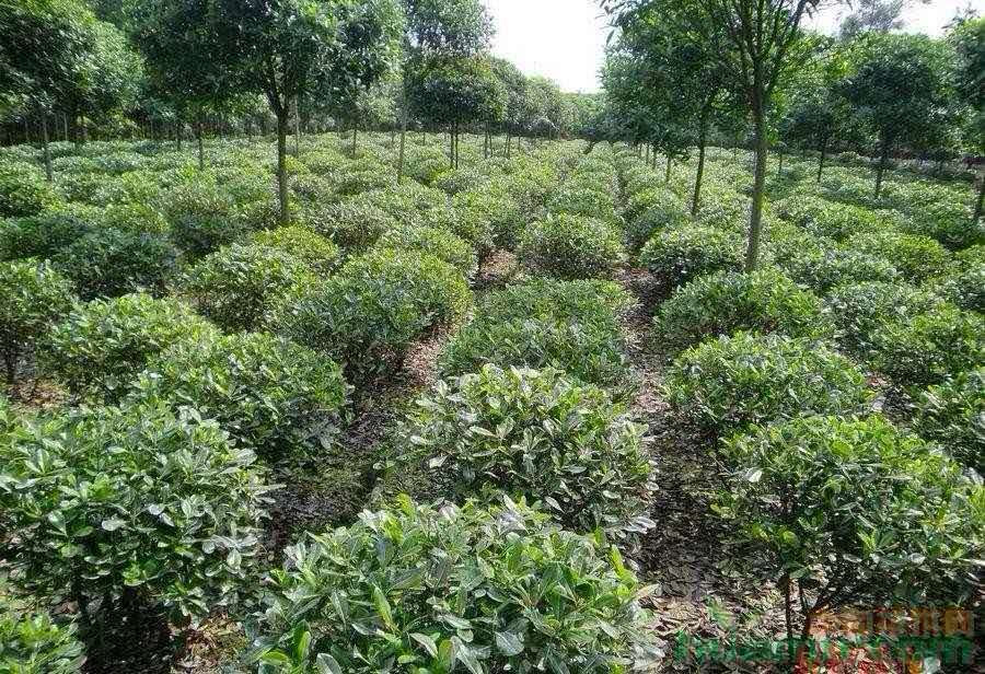 海桐球基地批發(fā)，海桐球報(bào)價(jià)