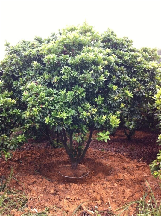 供應(yīng)廣西楊梅樹/廣西廣西楊梅樹基地/廣西楊梅樹價(jià)格/廣西楊梅樹基地