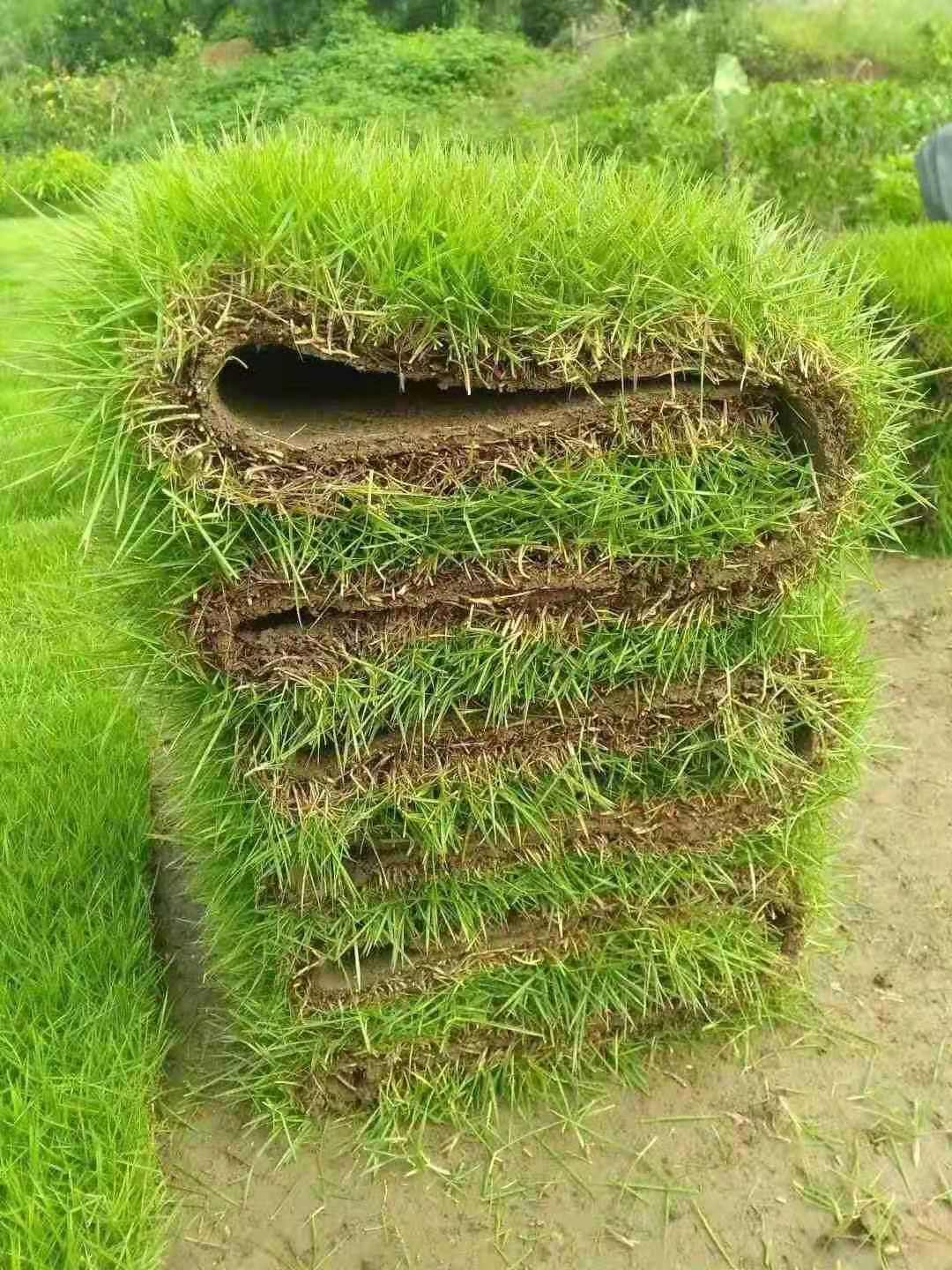 綠化工程草坪/馬 尼拉草皮/馬尼拉暖季型草坪耐踩耐寒耐旱
