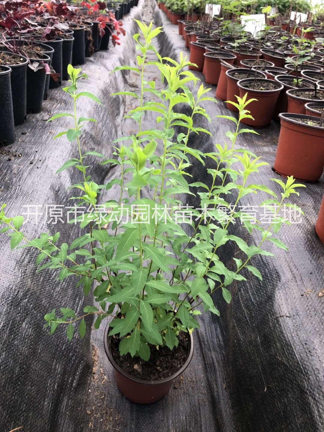 供應(yīng)噴雪花苗基地直銷噴雪花苗線葉繡線菊珍珠梅樹苗噴雪花價(jià)格噴雪花樹苗哪里賣