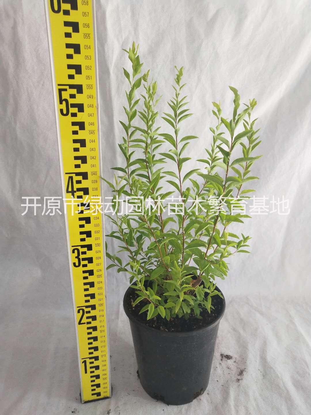 供應(yīng)噴雪花苗基地直銷噴雪花苗線葉繡線菊珍珠梅樹苗噴雪花價(jià)格噴雪花樹苗哪里賣
