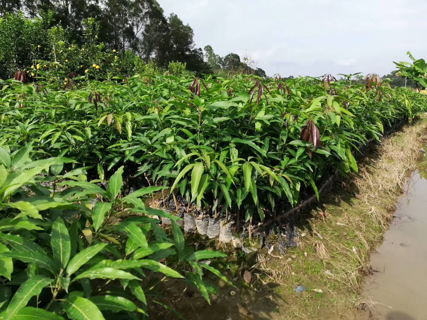 廣東凱特芒果苗批發(fā)價