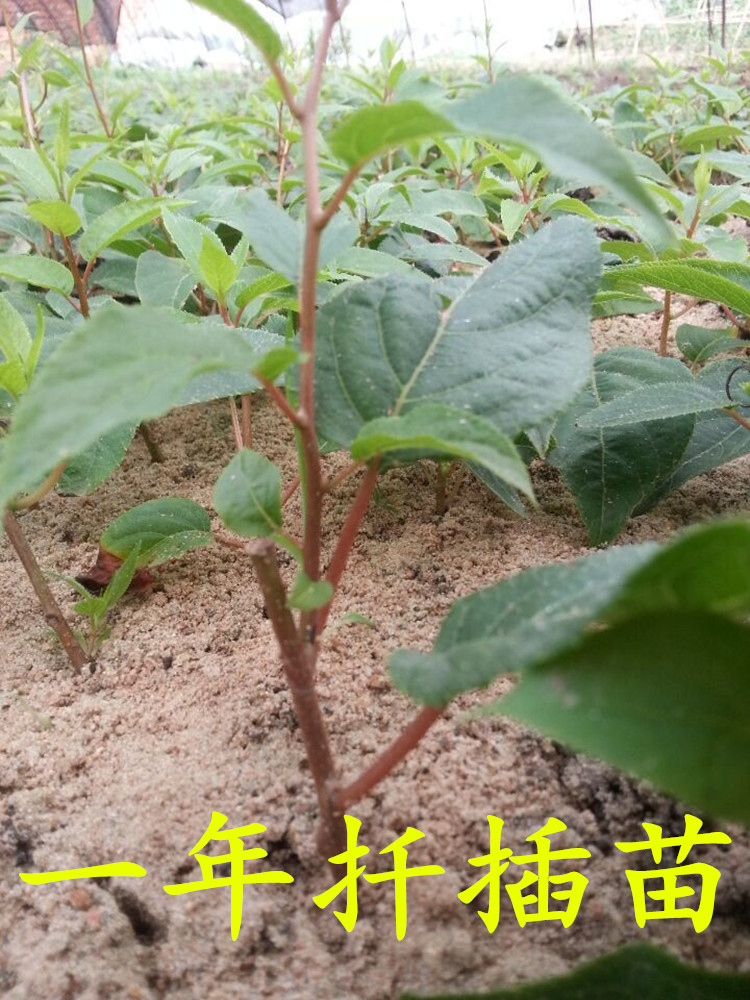 軟棗獼猴桃，青軟棗獼猴桃，紅軟棗獼猴桃，軟棗獼猴桃種植前景，軟棗獼猴桃苗批發(fā)