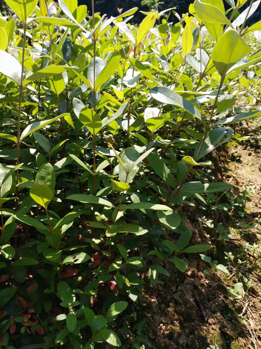 優(yōu)質(zhì)稔子苗種植方法 廣東稔子苗哪家好 高產(chǎn)量桃金娘苗 供應稔子苗經(jīng)銷商