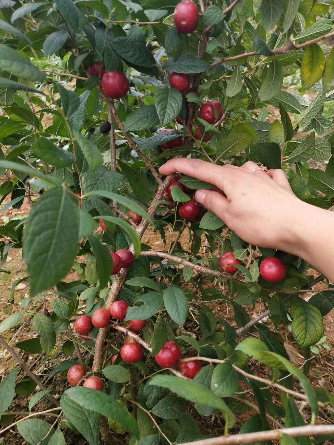 高鈣果苗，鈣果，農(nóng)大鈣果，紅鈣果苗，黃鈣果苗，鈣果種植，鈣果苗批發(fā) 農(nóng)大高鈣果苗
