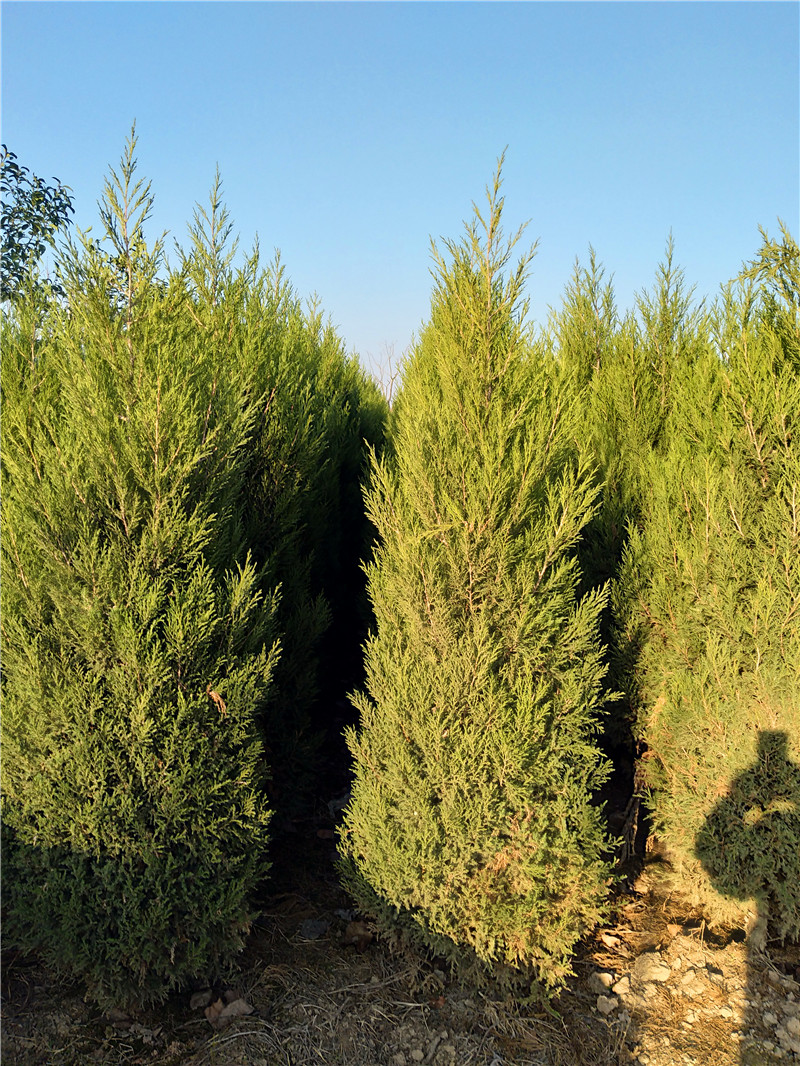 汝南雪松|汝南雪松基地報價表|汝南雪松批發(fā)價格|汝南雪松基地直銷