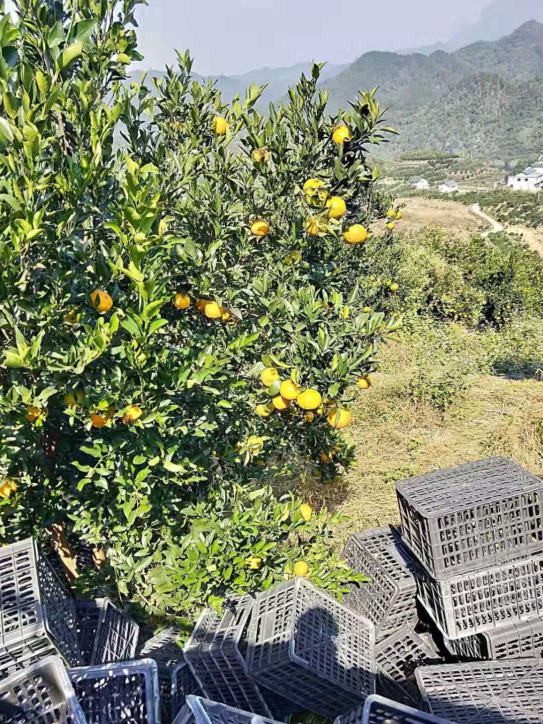 重慶紐荷爾臍橙苗供應商/紐荷爾臍橙苗基地/紐荷爾臍橙苗價格/紐荷爾臍橙苗