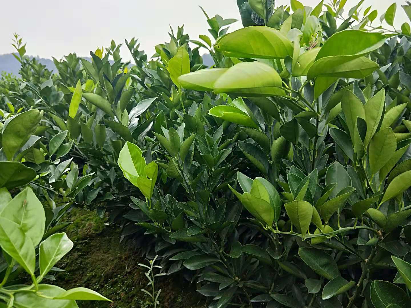 重慶椪柑供應(yīng)商/重慶椪柑苗基地/重慶椪柑價(jià)格/重慶椪柑批發(fā)