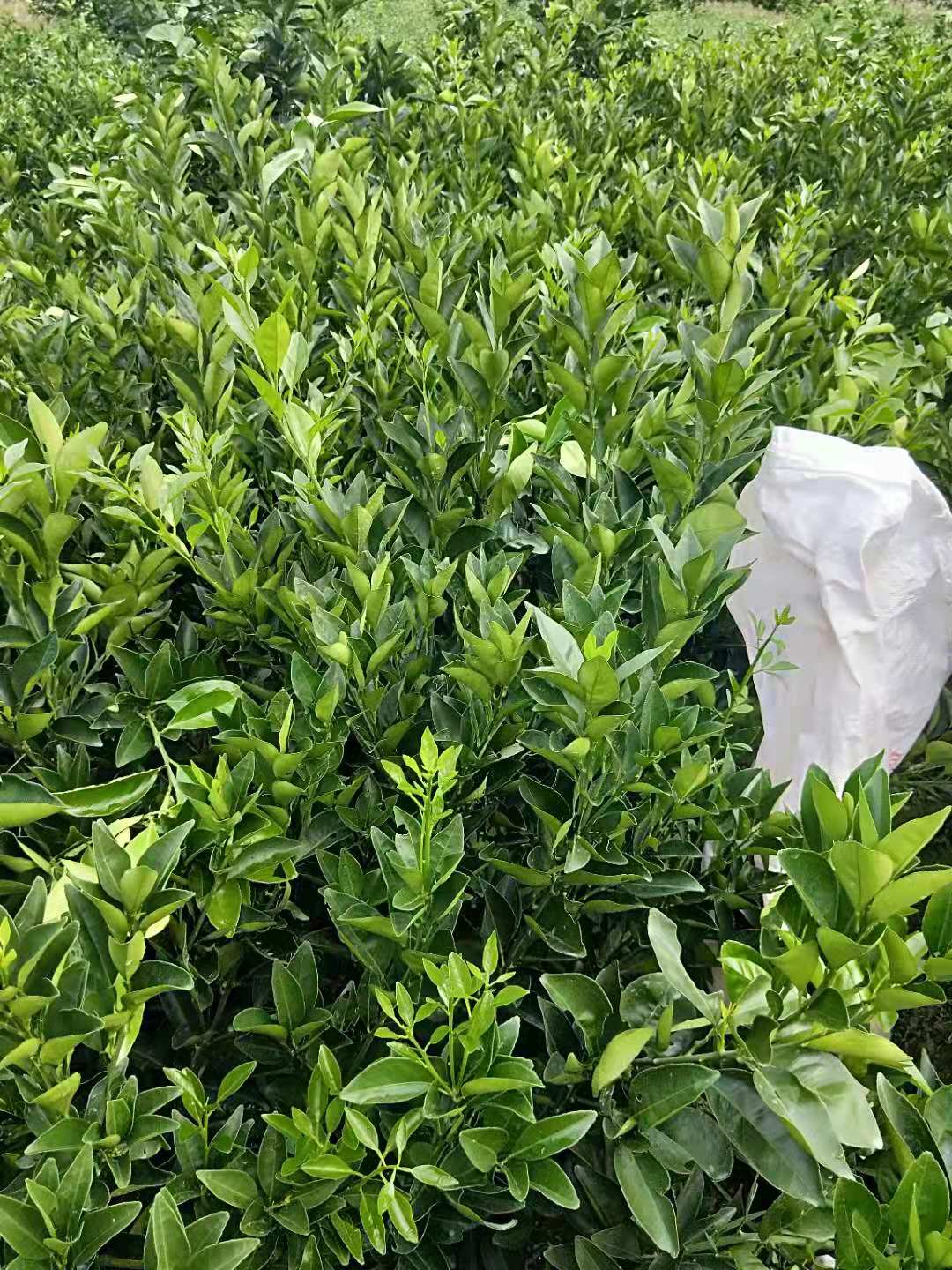 重慶紐荷爾臍橙苗供應商/紐荷爾臍橙苗基地/紐荷爾臍橙苗價格/紐荷爾臍橙苗