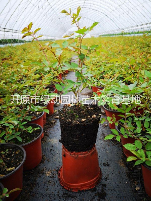 抗寒月季粉蝶玫瑰花抗寒月季薔薇花多季開花庭院陽(yáng)臺(tái)盆栽植物花卉