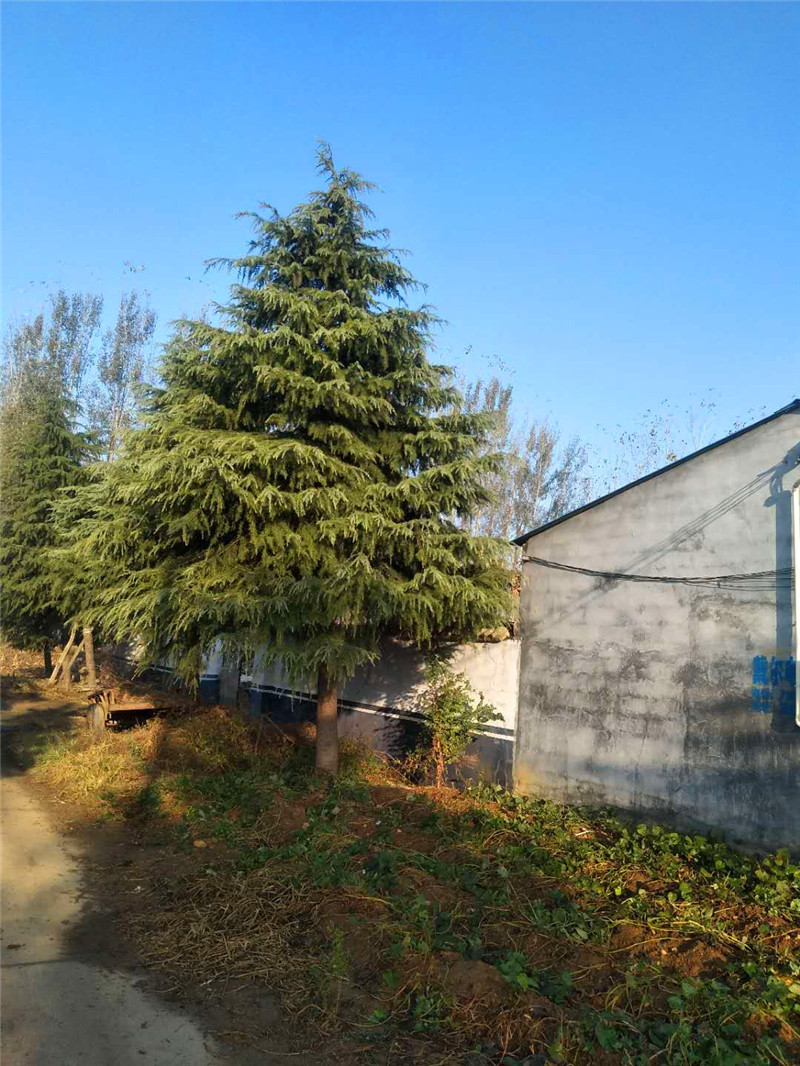河南雪松,河南雪松基地,駐馬店雪松,駐馬店雪松基地,河南雪松價格