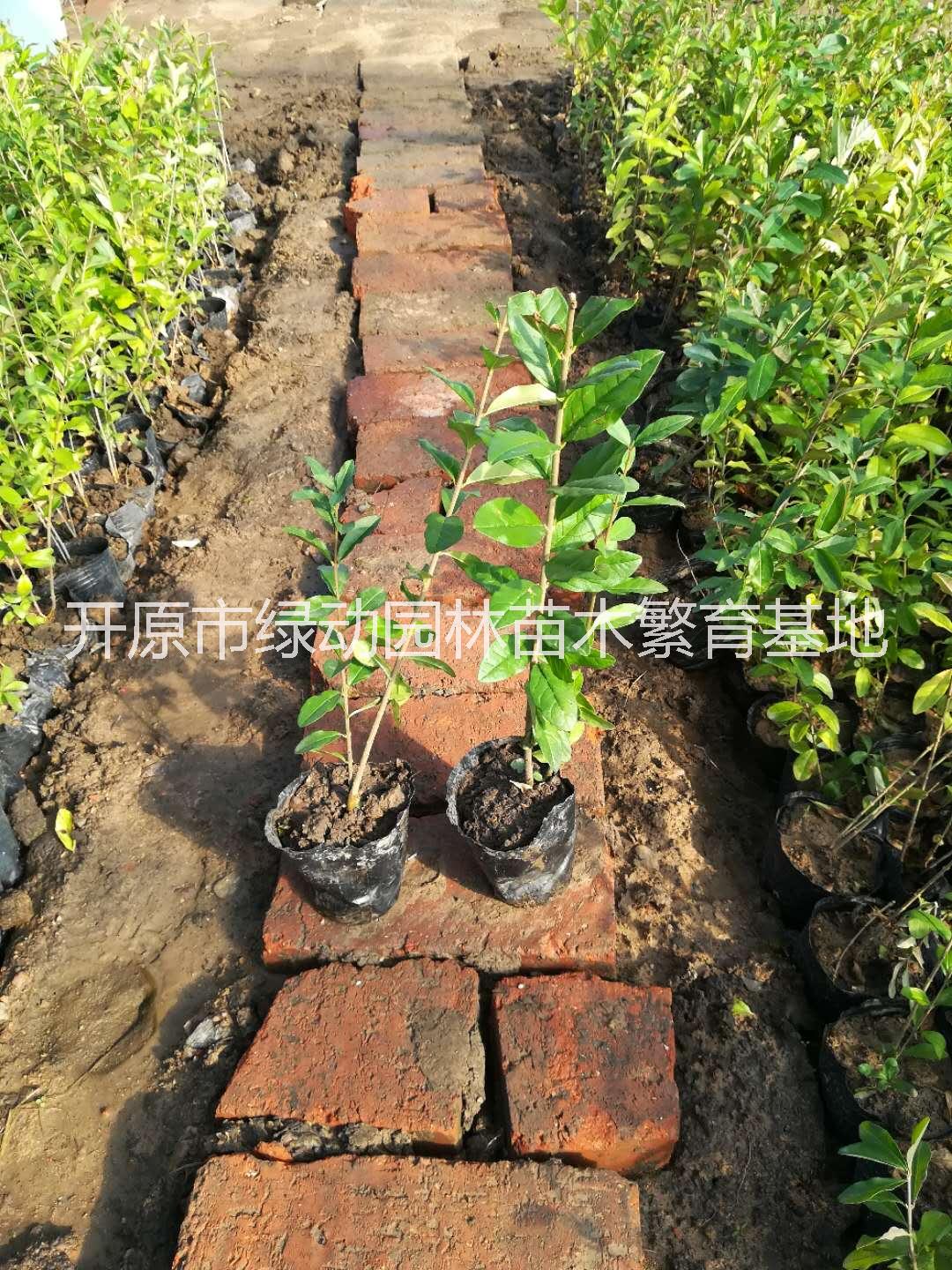 水臘苗基地直銷水蠟苗園林綠化工程行道灌木綠籬苗四季常青