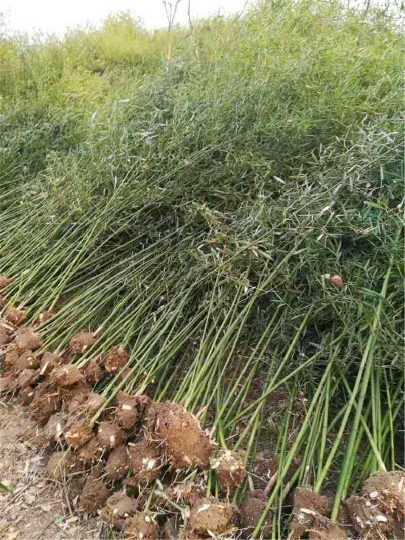 河南竹子報價|河南竹子供貨商|河南竹子批發(fā)