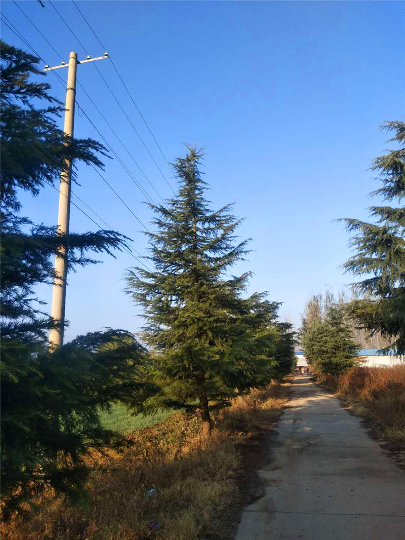 汝南雪松|汝南雪松基地報價表|汝南雪松批發(fā)價格|汝南雪松基地直銷