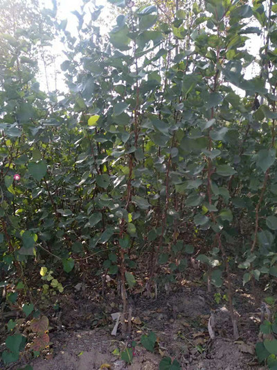 杏樹苗大白果杏樹苗白水杏樹苗