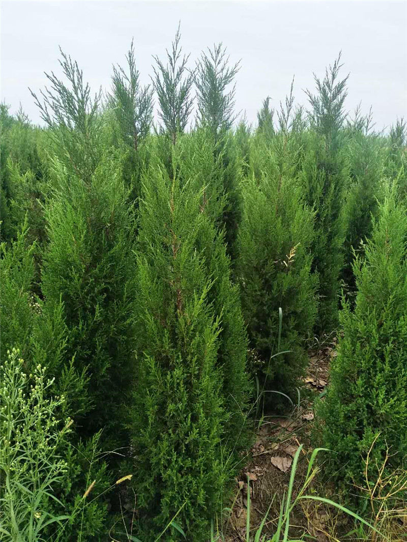 駐馬店蜀檜 駐馬店蜀檜基地/批發(fā) 駐馬店蜀檜批發(fā)價格 駐馬店蜀檜種植基地