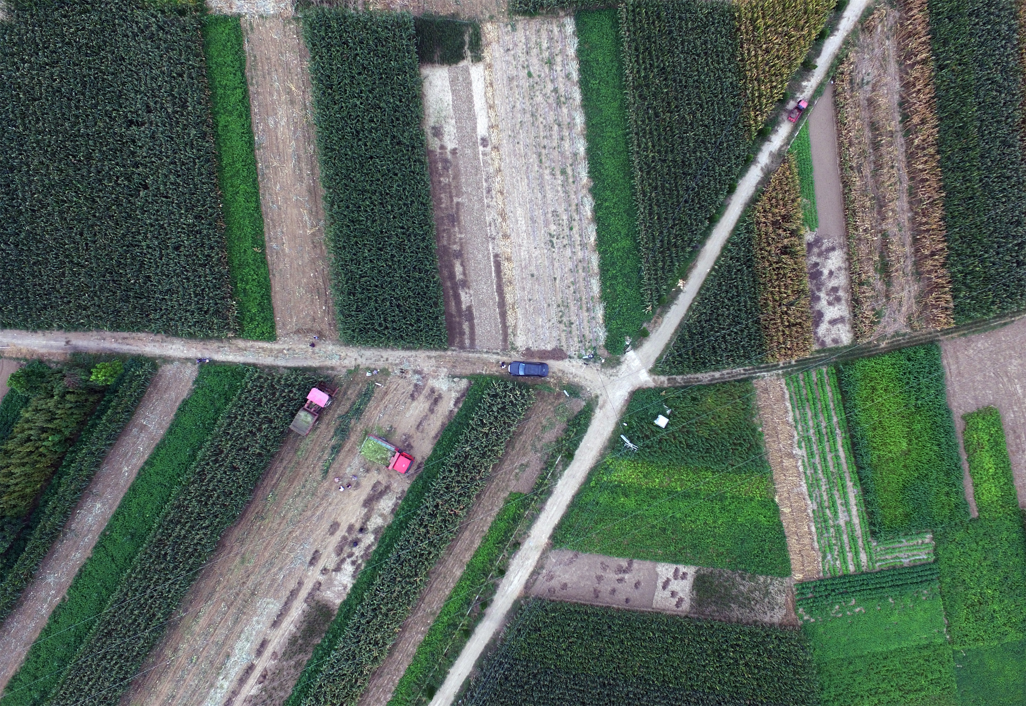 四川廣元玉米秸稈青儲(chǔ)飼料玉米秸稈青儲(chǔ)飼料廠家玉米秸稈粗飼料廠家