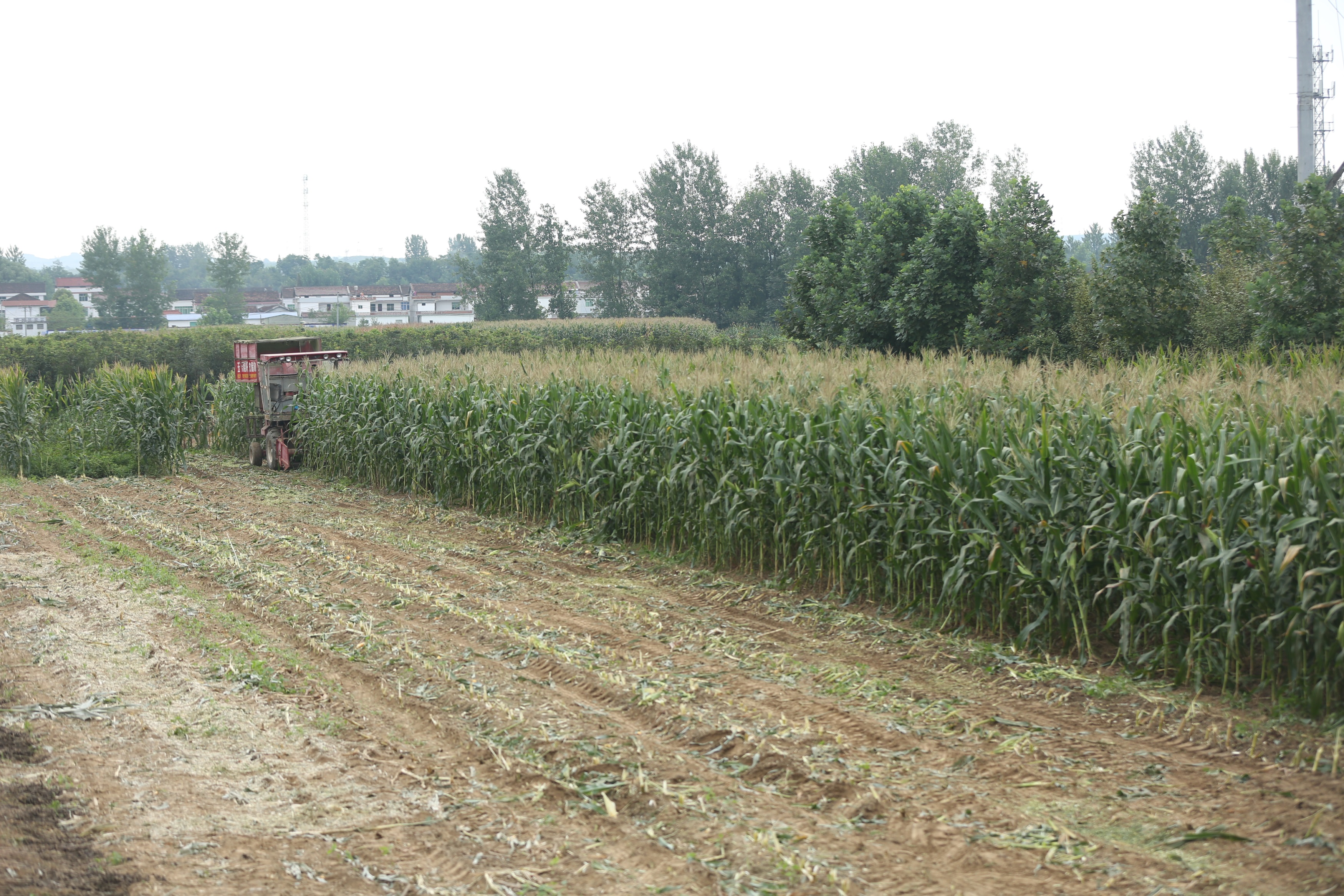 甘肅康縣玉米秸稈青儲粗飼料帶棒玉米秸稈青飼料牛羊*秸稈飼料廠家