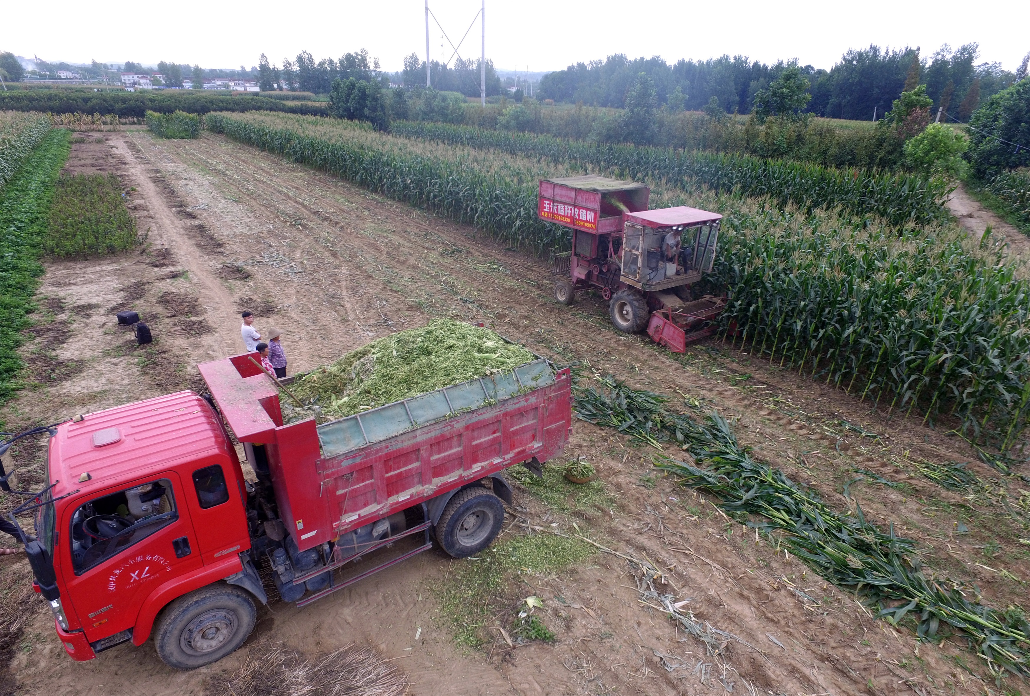 甘肅康縣玉米秸稈青儲粗飼料帶棒玉米秸稈青飼料牛羊*秸稈飼料廠家