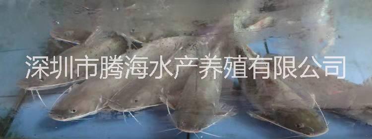 刺鰍|刺鰍怎么養(yǎng)|刺鰍怎么做好吃