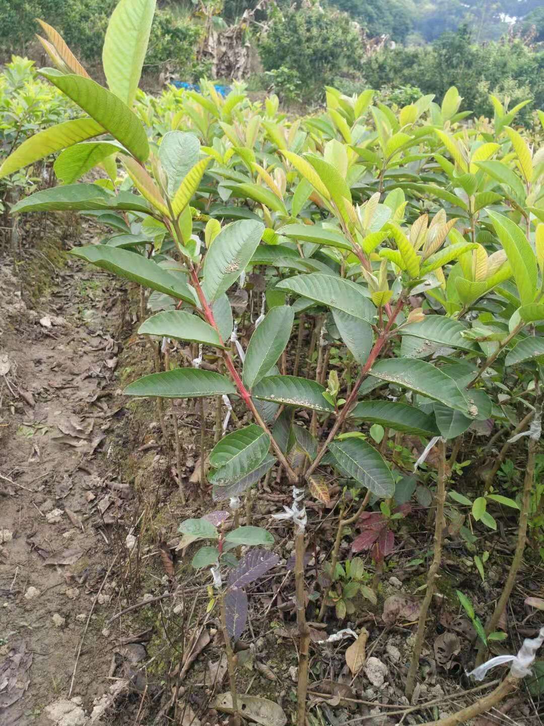 貴州紅寶石蕃石榴苗種植基地 西瓜芭樂蕃石榴苗 珍珠蕃石榴苗價(jià)格