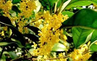 了解桂花樹苗種植方法