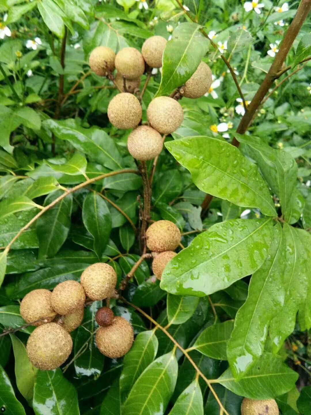 優(yōu)質(zhì)四季龍眼苗種植方法 廣東石夾龍眼苗哪家好  供應(yīng)止良龍眼苗價(jià)格