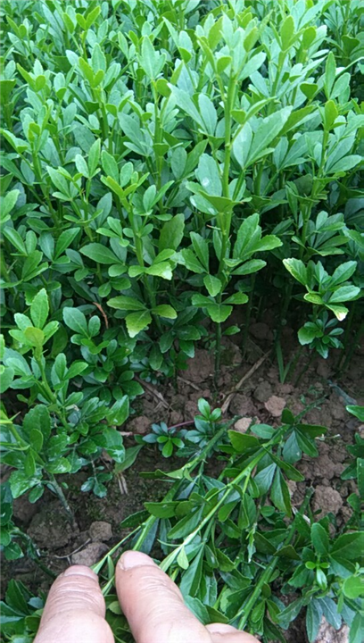 廣西香橙奶苗供應(yīng)商/廣西香橙奶苗價格/廣西香橙奶苗廠家批發(fā)/廣西香橙奶苗基地