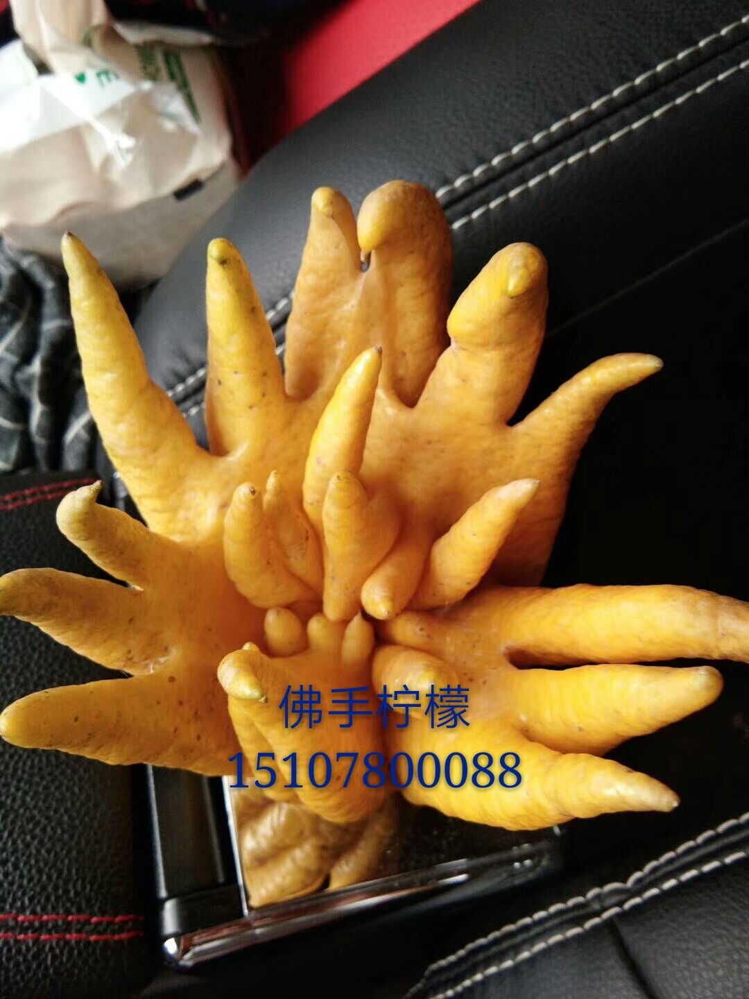 優(yōu)質(zhì)佛手檸檬苗 湖南佛手檸檬苗 廣西檸檬苗種植基地 直銷價格